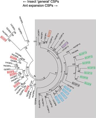 Altered Expression of Chemosensory and Odorant Binding Proteins in Response to Fungal Infection in the Red Imported Fire Ant, Solenopsis invicta